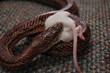 snake eats mouse 3