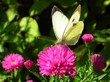 papillon blanc sur aster