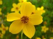 bidens