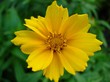 coreopsis