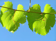 leaf from grape plant