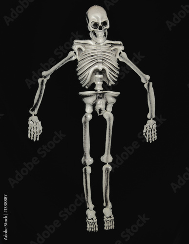 Photo: skeleton skeleton