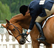 great horse