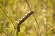 caterpillar 2 caterpillar 2