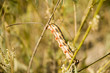 caterpillar 1 caterpillar 1
