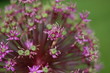 onion plant 1