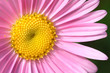 pink flower