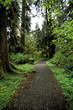 trail in the rain forest trail in the rain forest