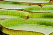 victoria regia leaves