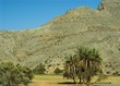 ormuz palm tree at 1500m high