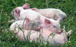 piglets resting.