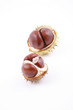 chestnuts