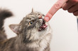 Photo: kitten playing kitten playing