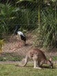 kangaroo