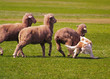 sheepdog trial 2