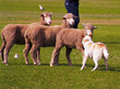 sheepdog trial 1