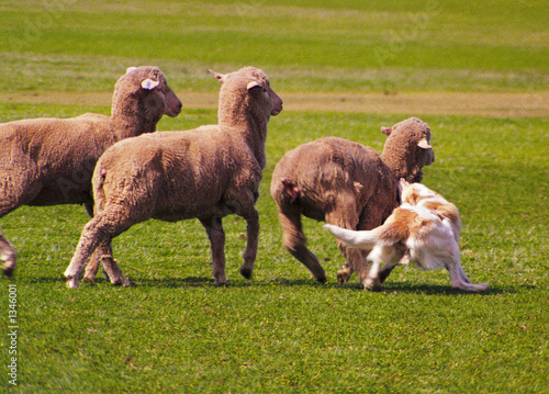 sheepdog trial 2