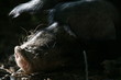 schweineschnauze