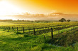 vineyard sunrise vineyard sunrise