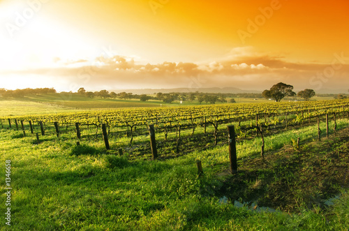 vineyard sunrise