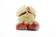 chestnuts