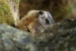 marmotte 11