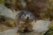 marmotte