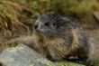 marmotte 4