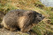 marmote 2