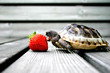 turtle eating strawberry