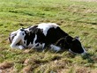 sleeping cow