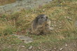marmotte 3
