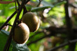 kiwis
