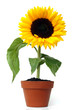 sonnenblume im keramiktopf sonnenblume im keramiktopf