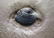 Photo: shells and shadows shells and shadows