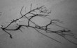 Photo: stick in the mud stick in the mud