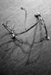 Photo: branch in the sand branch in the sand