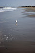 Photo: lone seagull lone seagull