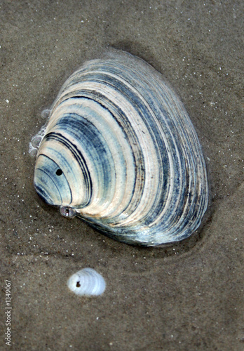 Photo: clam shell clam shell