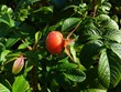 Herbst stieg