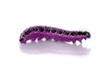 purple caterpillar purple caterpillar