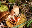 chataignes de galice