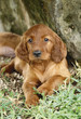cute irish setter puppy cute irish setter puppy