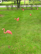 flamingo-ed