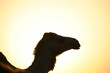 camel silhouette
