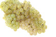 raisin chasselas_5521 raisin chasselas_5521