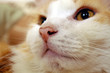 cat's eyes cat's eyes
