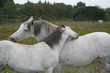 chevaux calin