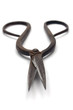 rusty scissors (front view)
