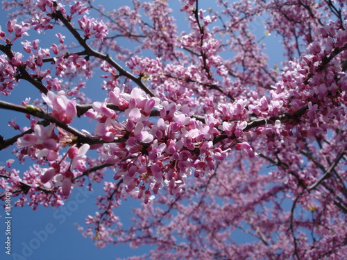 Photo: cherry blossom cherry blossom
